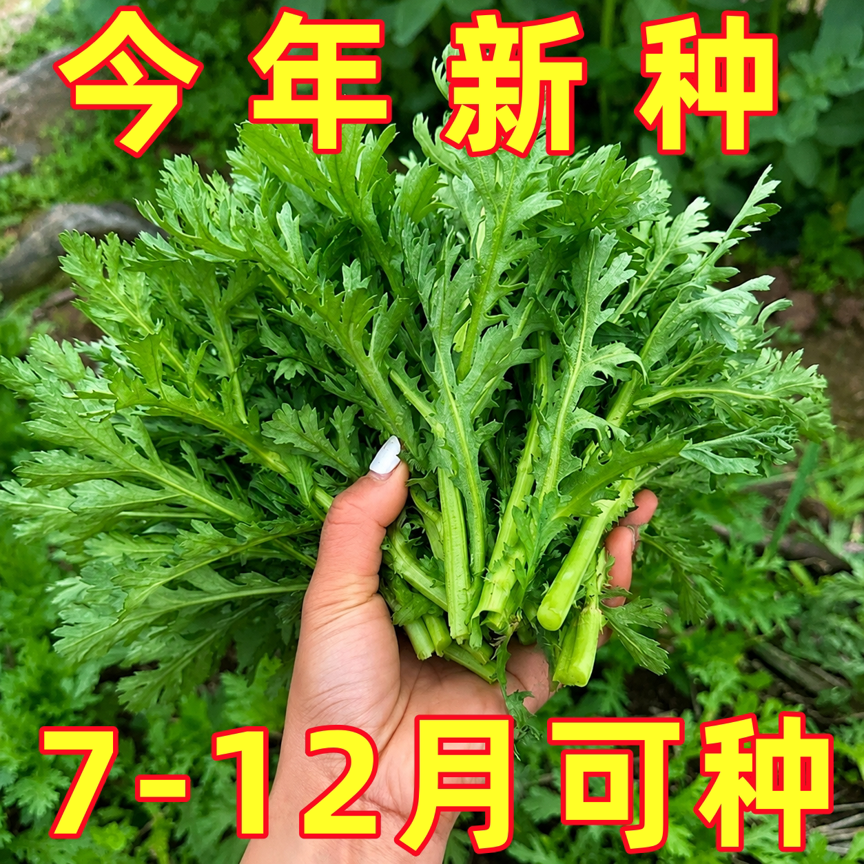 小叶茼蒿菜籽种子皇帝菜种籽菊花菜春秋季播种蔬菜籽孑茼蒿菜种籽