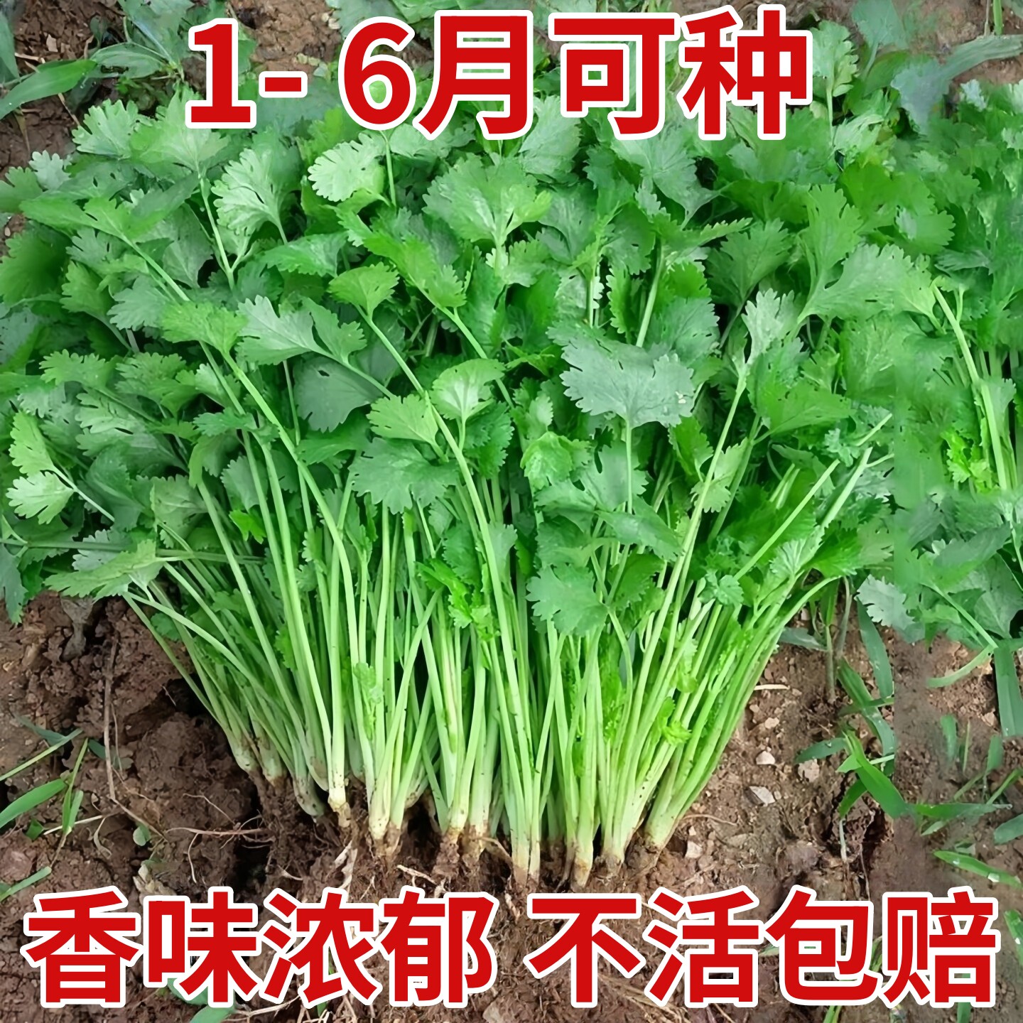 四季速生香菜种子农家香菜盆栽大叶芫荽种孑食用香菜籽种蔬菜种籽