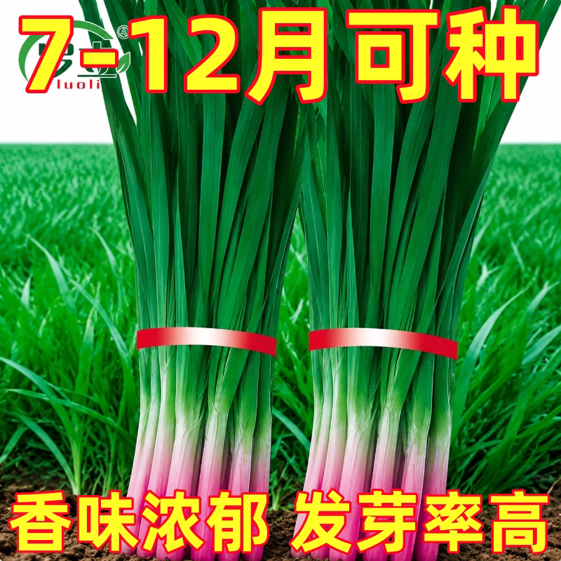 紫根韭菜种子四季种籽子根红根宽叶根苗蔬菜苗籽种孑大叶新籽大全