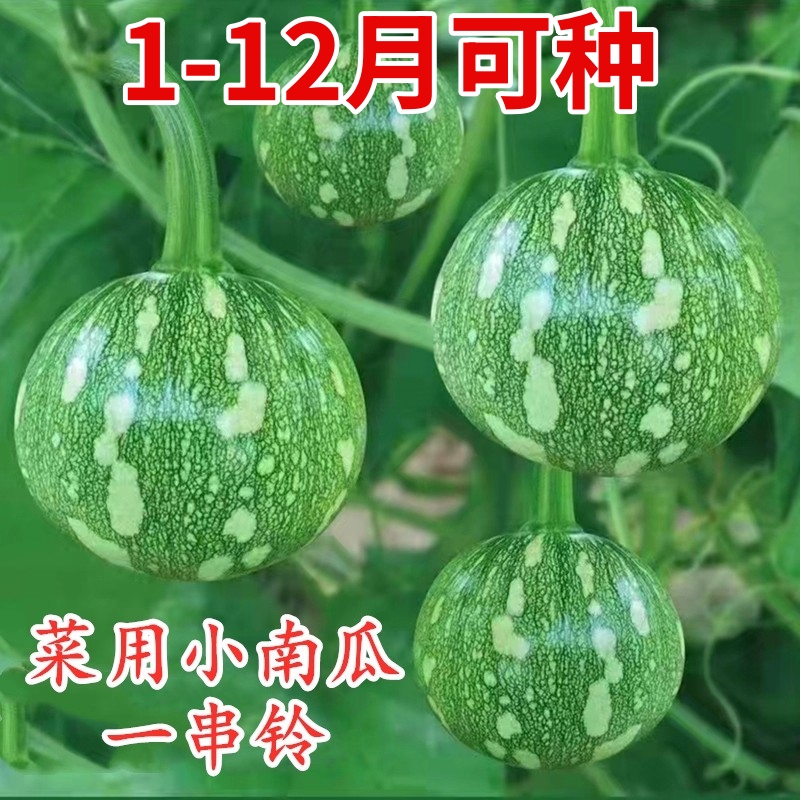 一串铃菜用小南瓜种子迷你花皮圆形嫩南瓜种籽四季蔬菜高产包邮