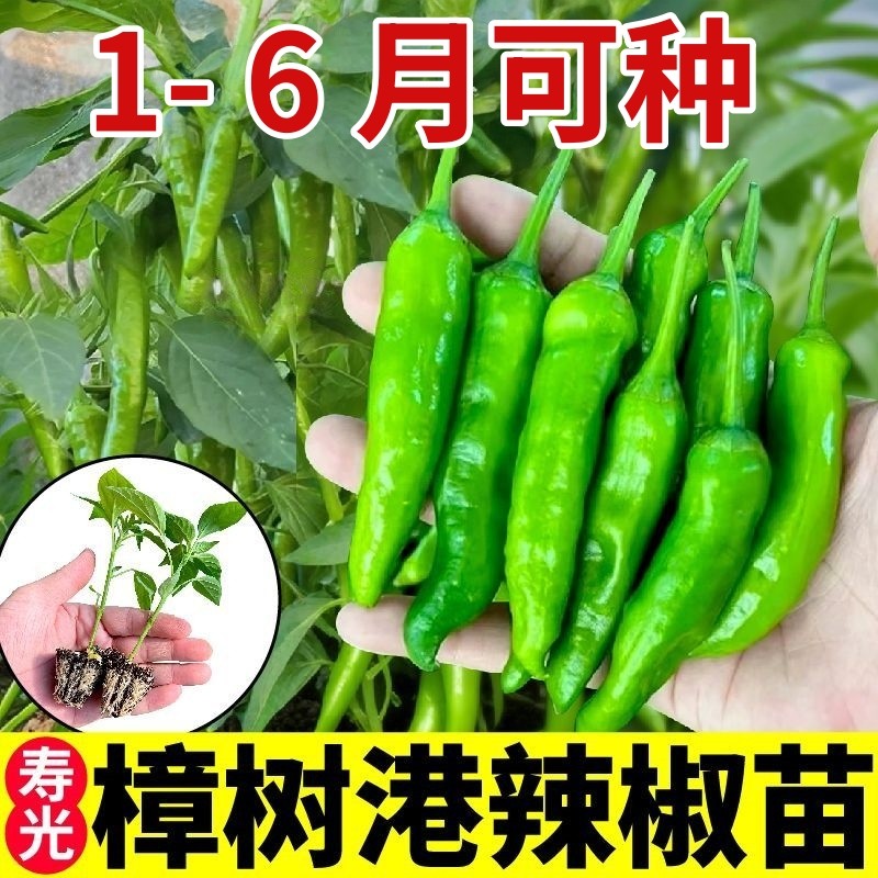 湖南正宗樟树港辣椒苗秧苗四季盆栽小米辣朝天椒螺丝椒高产阳台,鲜花速递/花卉仿真/绿植园艺,种苗/半成品盆栽,淘宝优惠券,粉丝福利购,淘宝优惠卷