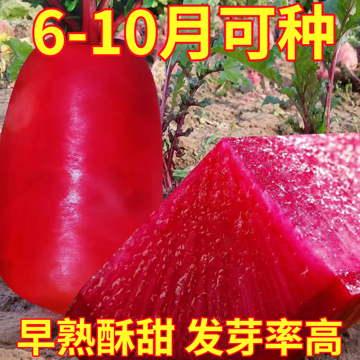 凤梨水果萝卜种籽红萝卜种籽红皮红心四季甜脆耐热萝卜种子大全孑