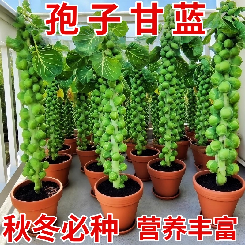 孢子甘蓝种子一年四季种抱子甘蓝种子小包菜卷心菜包心菜蔬菜种子