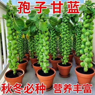 種抱子甘藍種子小包菜卷心菜包心菜蔬菜種子 孢子甘藍種子一年四季
