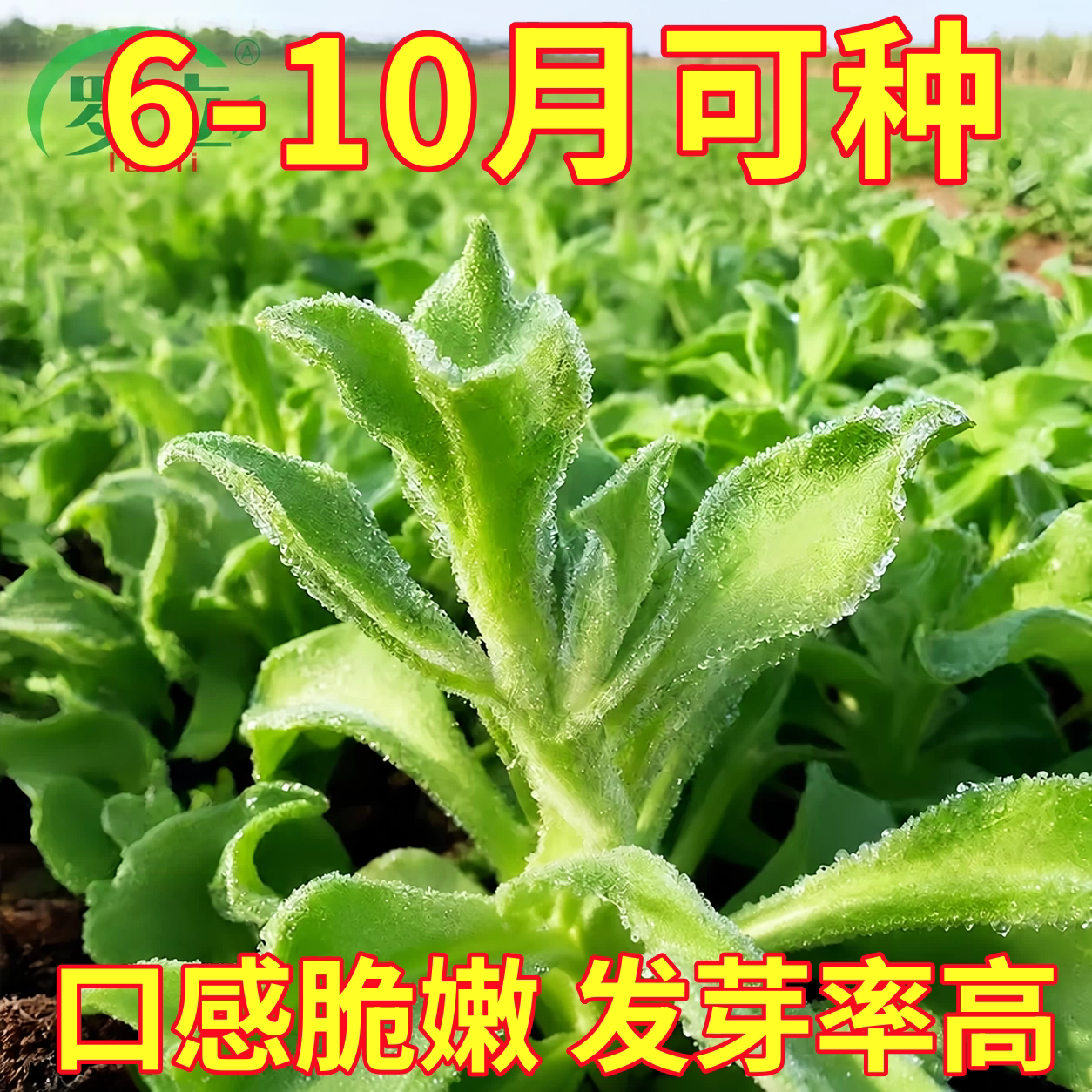 冰菜种子四季种植阳台盆栽蔬菜种孑农家水晶冰菜种籽冰草秧苗大全
