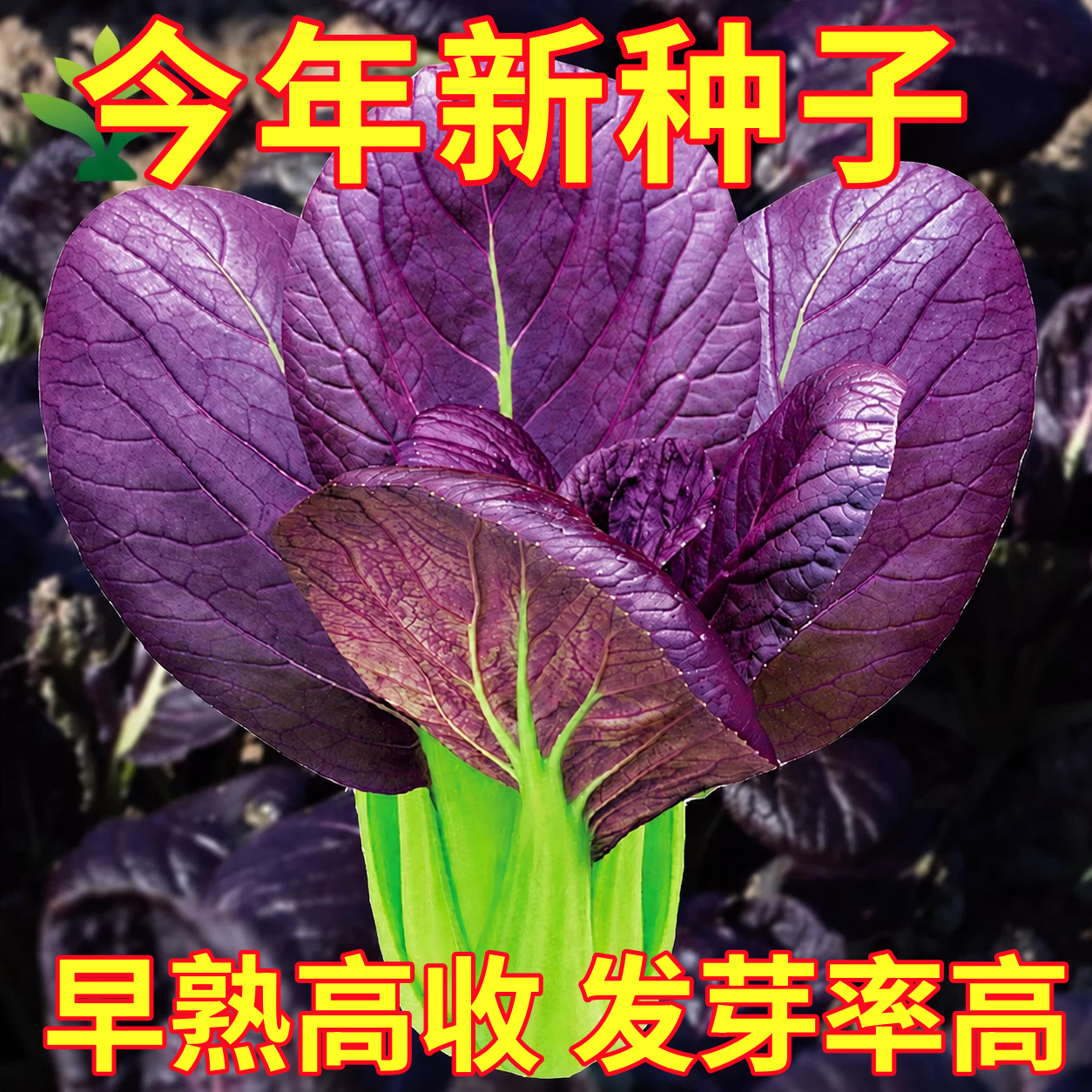 紫罗兰紫油菜种子小青菜种籽红上海青菜籽蔬菜孑菜种秋季四季籽种