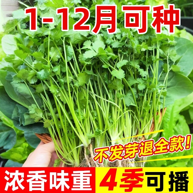 香菜种子四季耐寒阳台庭院盆栽农家菜园高产蔬菜芫荽菜籽种孑大全