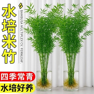 水培米竹室内栽盆植物水养观音竹富贵竹南天竹客厅懒人高级感绿植