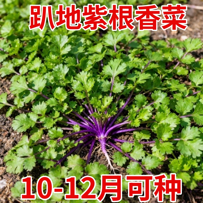 老品种紫根香菜矮杆趴地香菜种子小叶浓香型耐寒种籽四季蔬菜籽