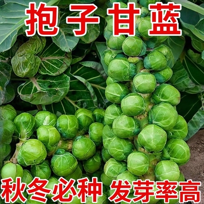 抱子甘蓝孢子甘蓝种子苗蔬菜种籽紫子持小包菜卷心菜包心菜孑菜种