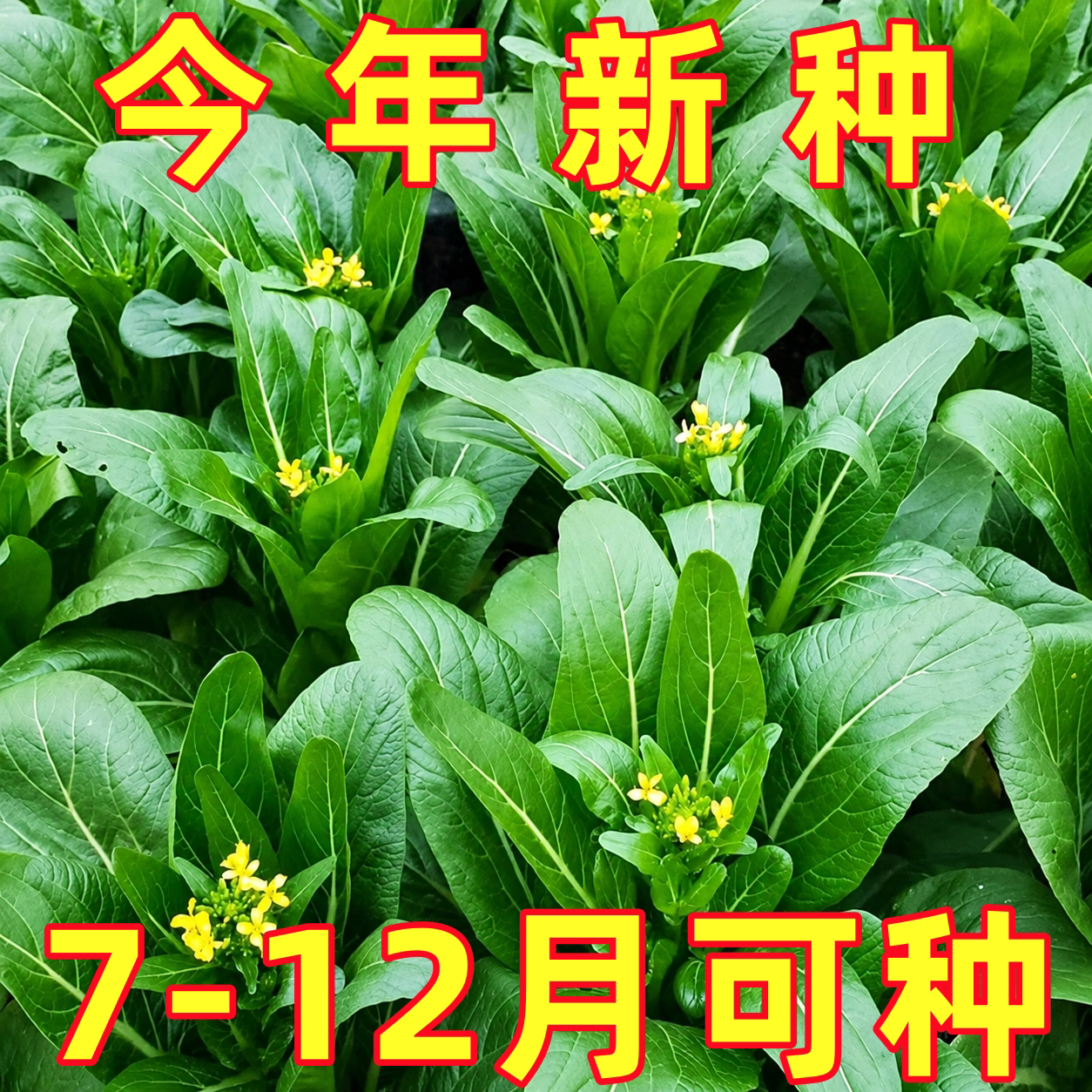 甜菜心种子四季油青速生菜苔农家作物阳台庭院粗条青菜蔬菜种籽孑