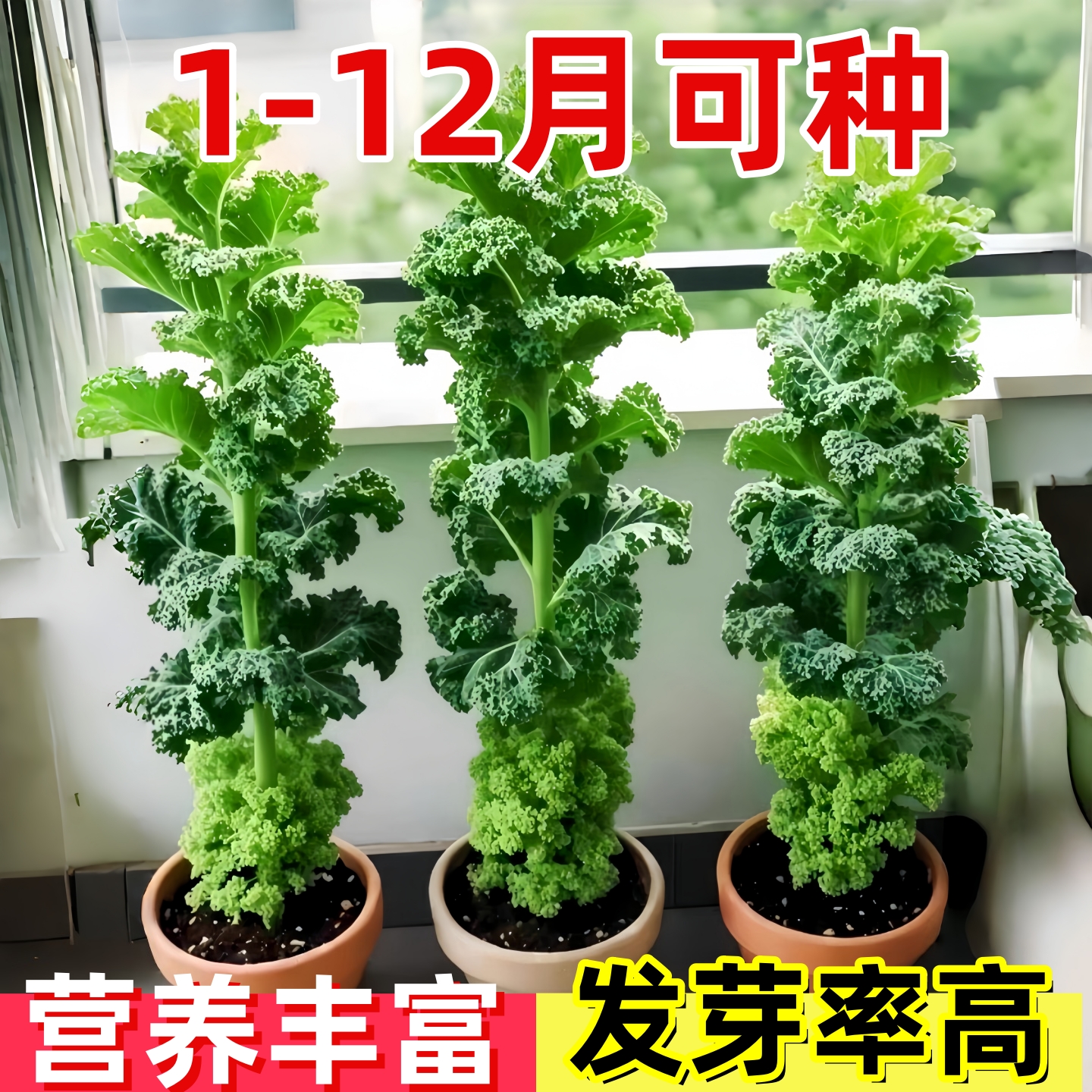 紫色羽衣甘蓝种孑蔬菜种子阳台自种菜苗南方秋播菜种四季菜籽盆栽