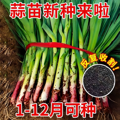 四季红根蒜苗种籽宽叶蒜种香蒜种子大全蔬菜种子紫皮大蒜头菜种籽
