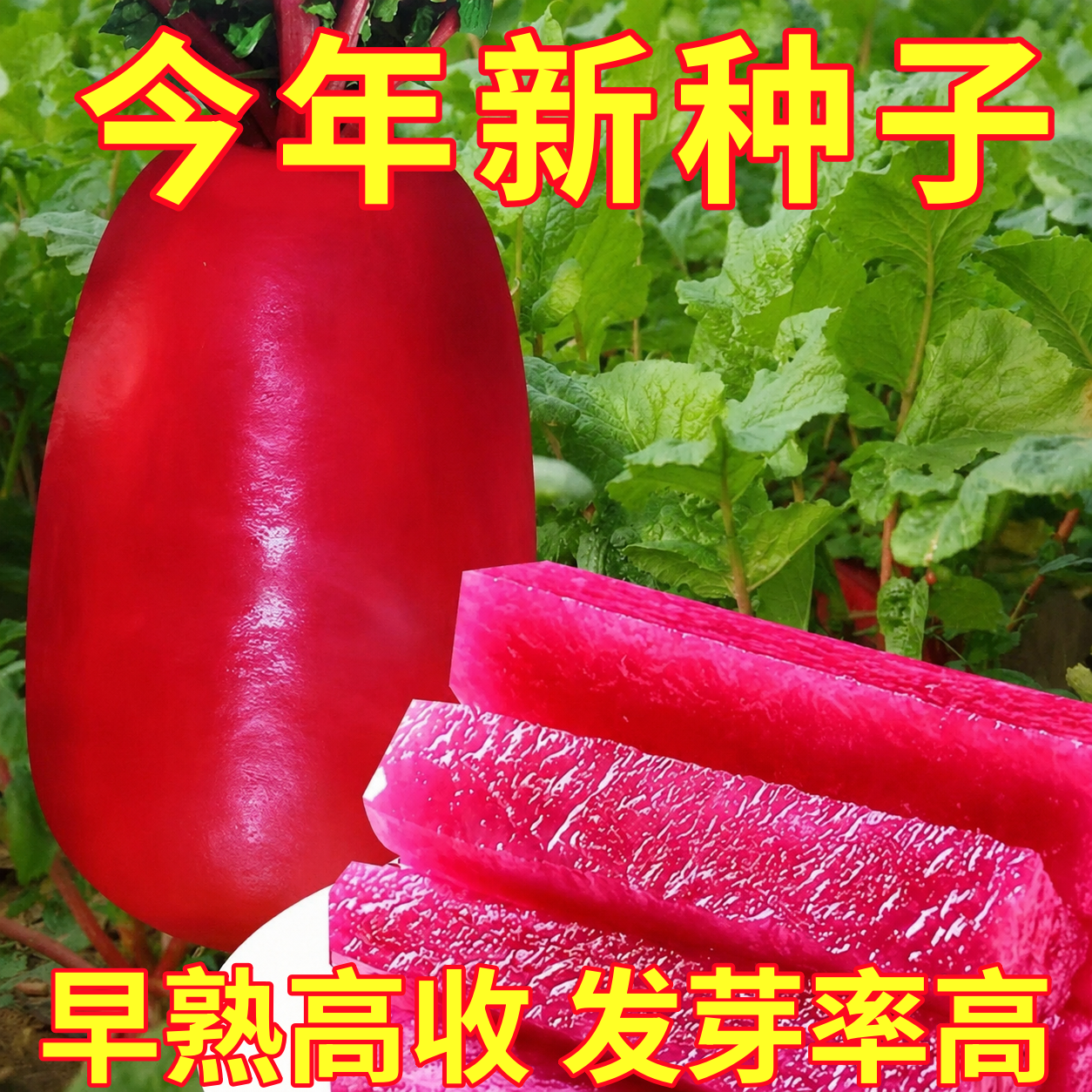 凤梨水果萝卜种籽大全红皮红心萝卜种子紫美人四季播阳台盆栽种孑