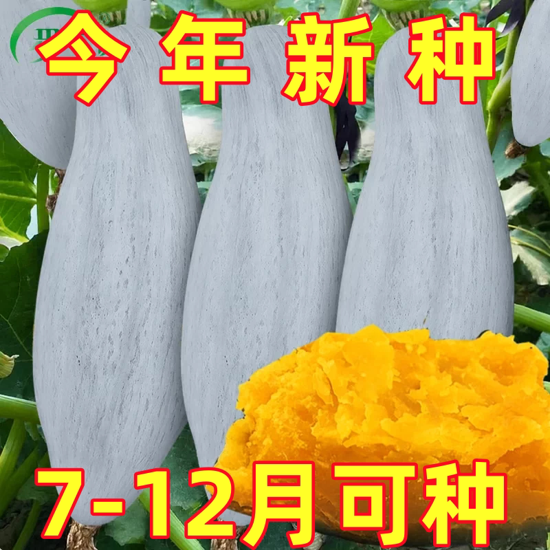 金丝栗瓜种子新疆贵族南瓜种籽孑儿童贝贝粉糯香甜特大籽种苗蔬菜