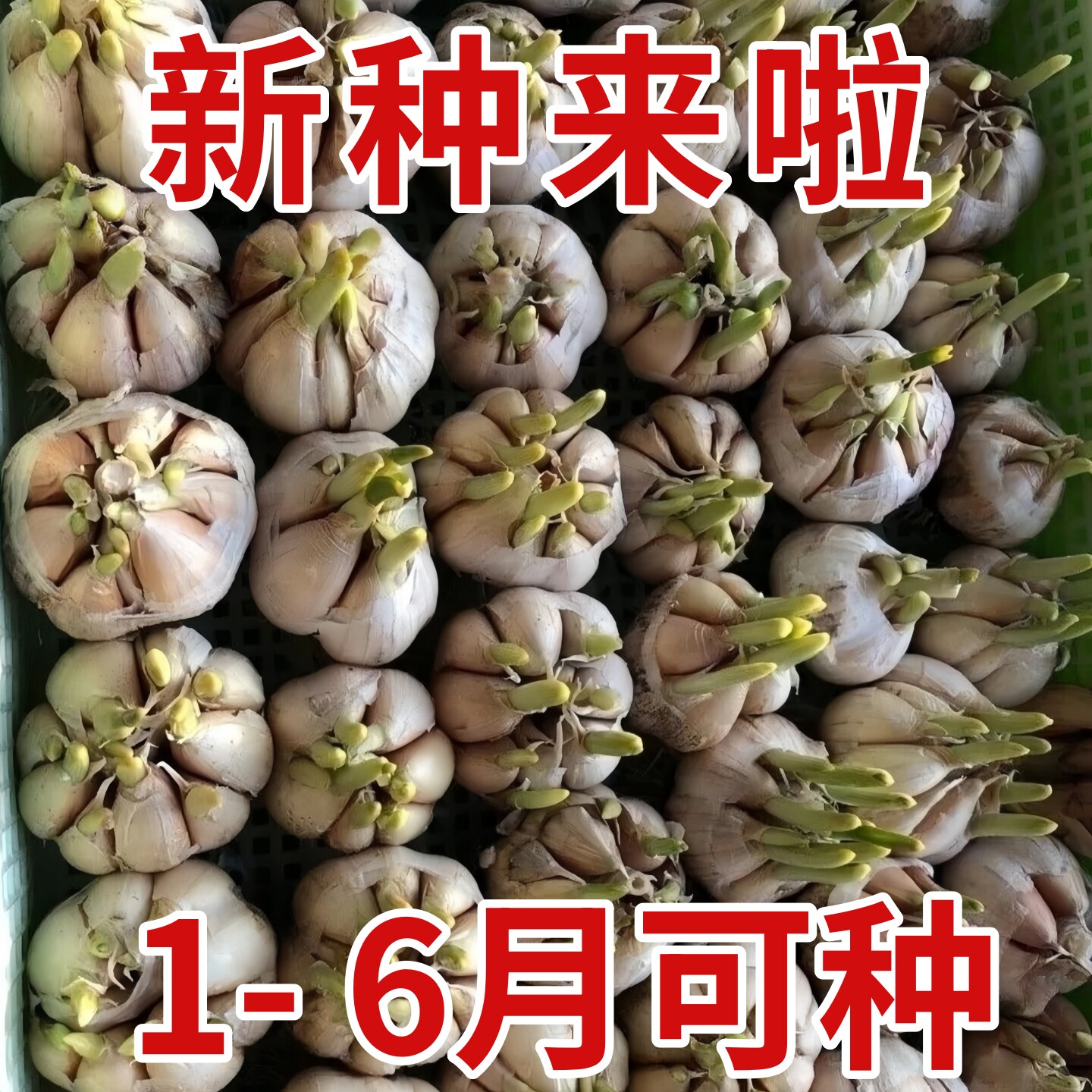 大蒜种子种籽长蒜苔头蒜种蒜苗红皮紫皮干蒜四季蒜子苗种蒜苗种籽