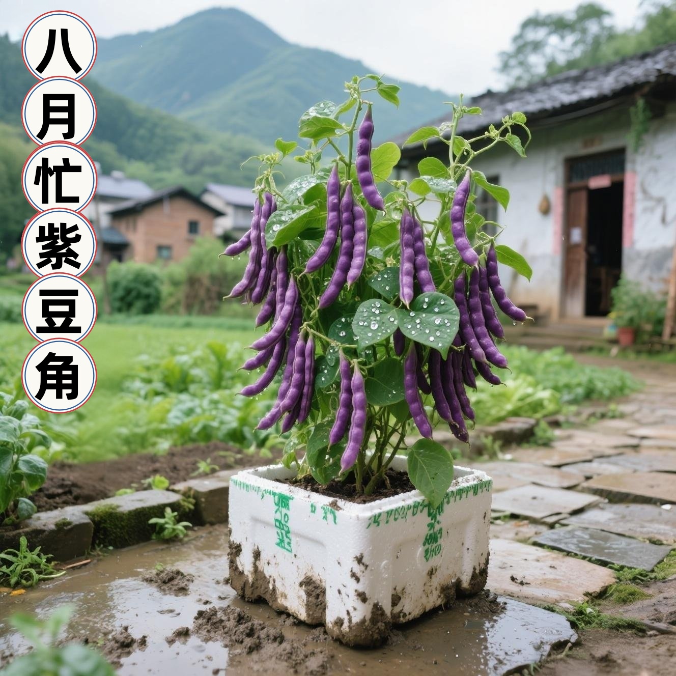 【八月忙冻死鬼豆角种】家庭阳台小院盆子栽地栽四季种植蔬菜种子
