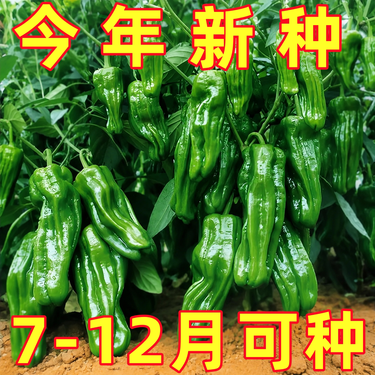 薄皮辣椒种子辣椒苗炒肉辣椒种籽春季四季盆栽早熟青椒高产蔬菜孑