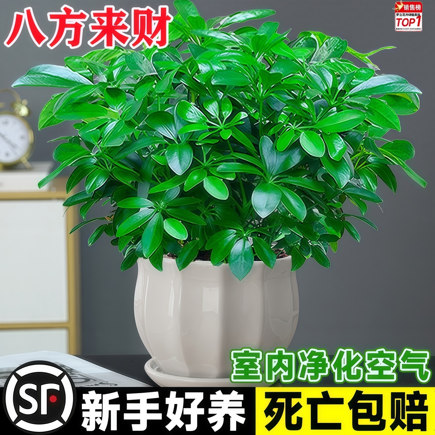 八方来财鸭脚木客厅室内绿植盆栽花卉发财树招财树好养活四季常青