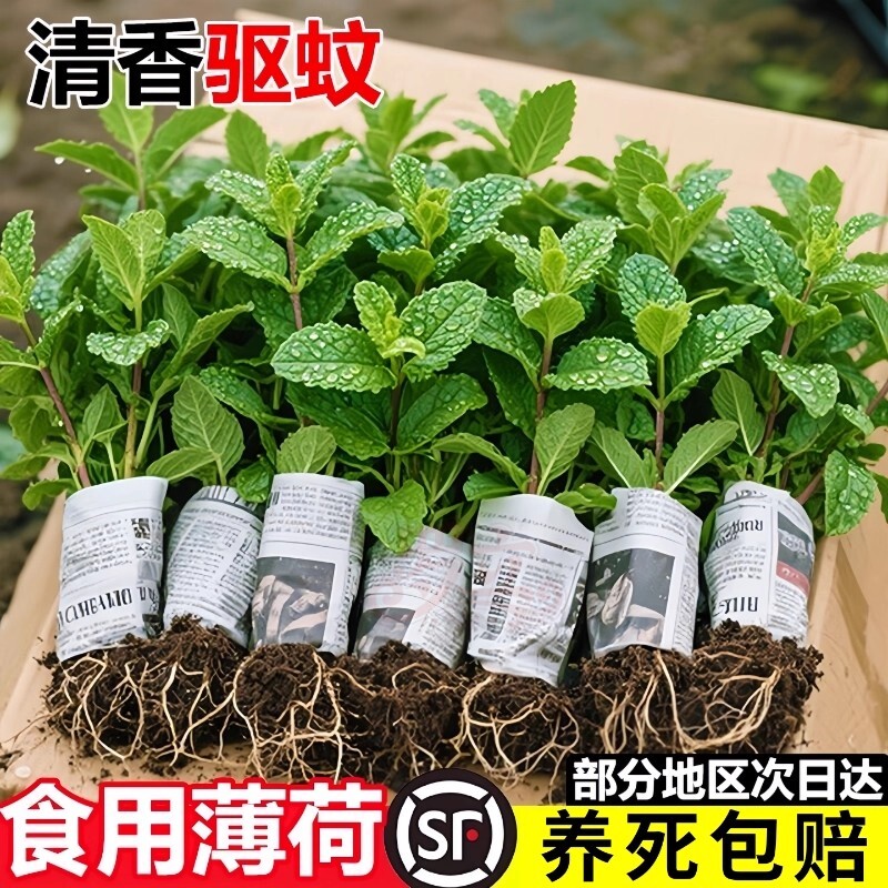 薄荷苗可食用水培室内驱蚊植物薄荷叶四季好养柠檬留兰香迷迭香