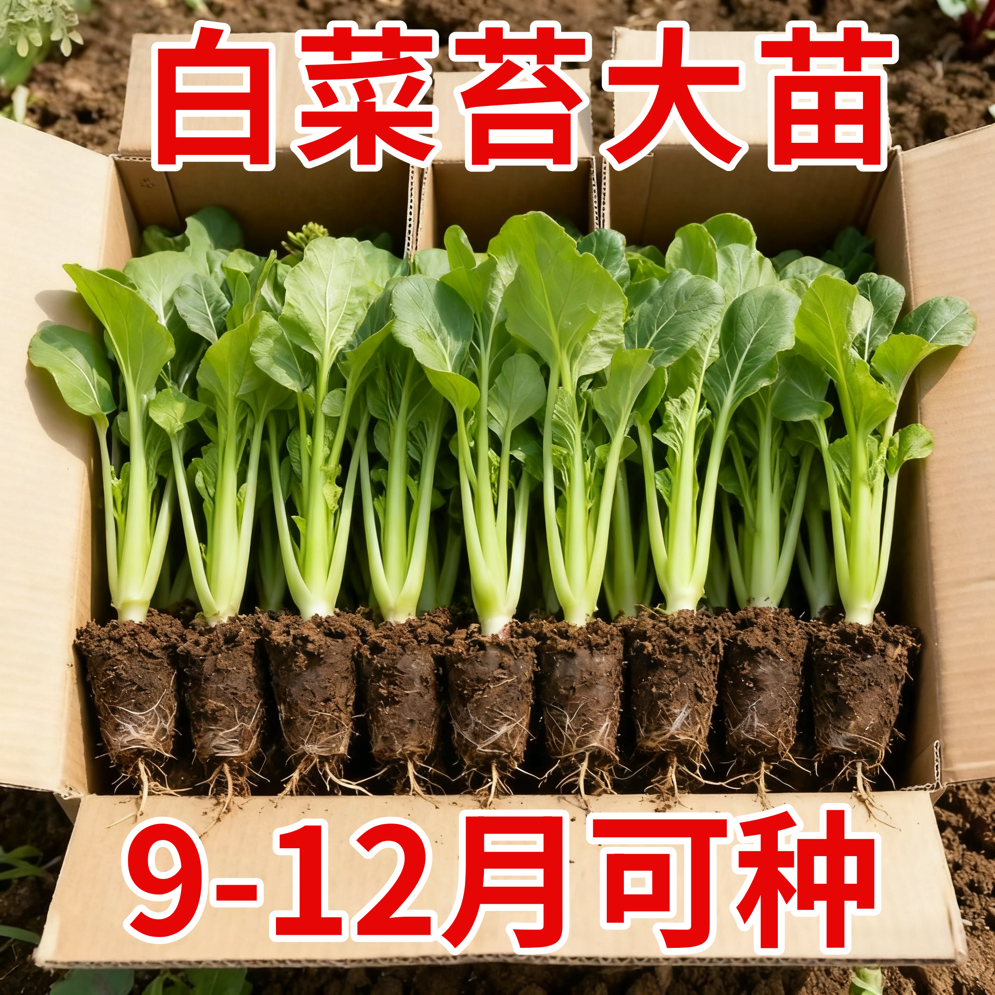 广东广州白菜苔菜苗侧苔多成活率高露天种植耐热耐寒蔬菜现拔带泥