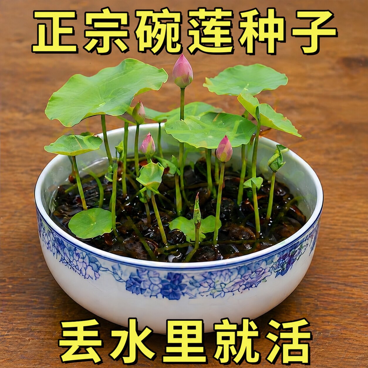 水培碗莲种籽子四季睡莲荷花水养植物种藕缸养盆栽铜钱草草籽种孑