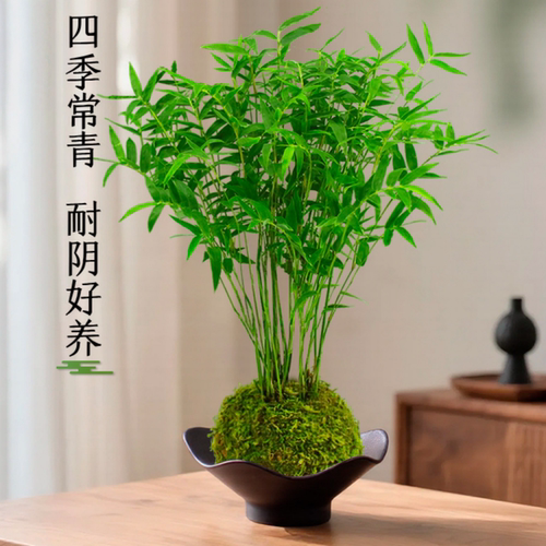 米竹水培植物懒培人水植物特价清仓直发耐寒绿办公室桌摆四季常青