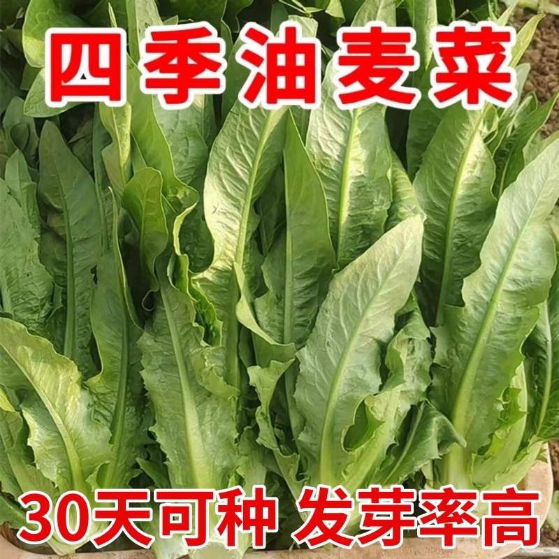 四季清香油麦菜种子全年可种蔬菜籽颗型大无斑阳台盆栽种菜新种子