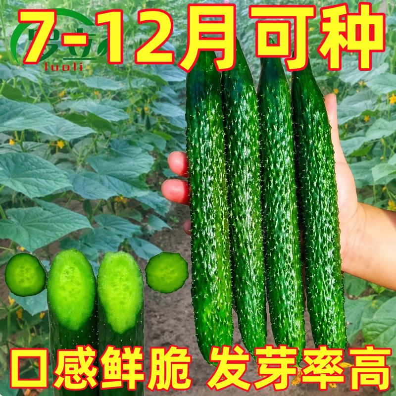 津研四号黄瓜种子青瓜刺黄瓜种籽子水果春秋四季阳台庭院蔬菜种子
