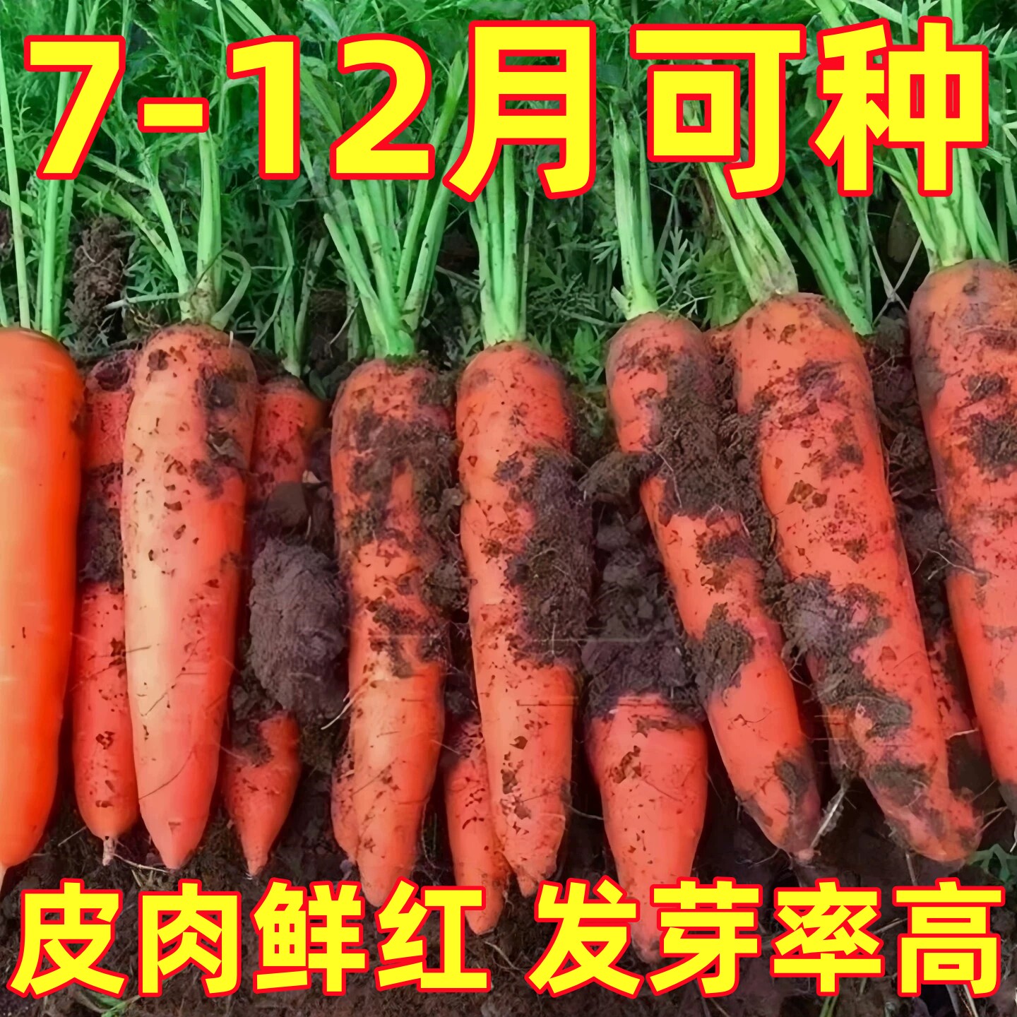 九寸三红胡萝卜种子夏秋季耐热寒水果蔬菜生吃脆甜四季田园红萝卜