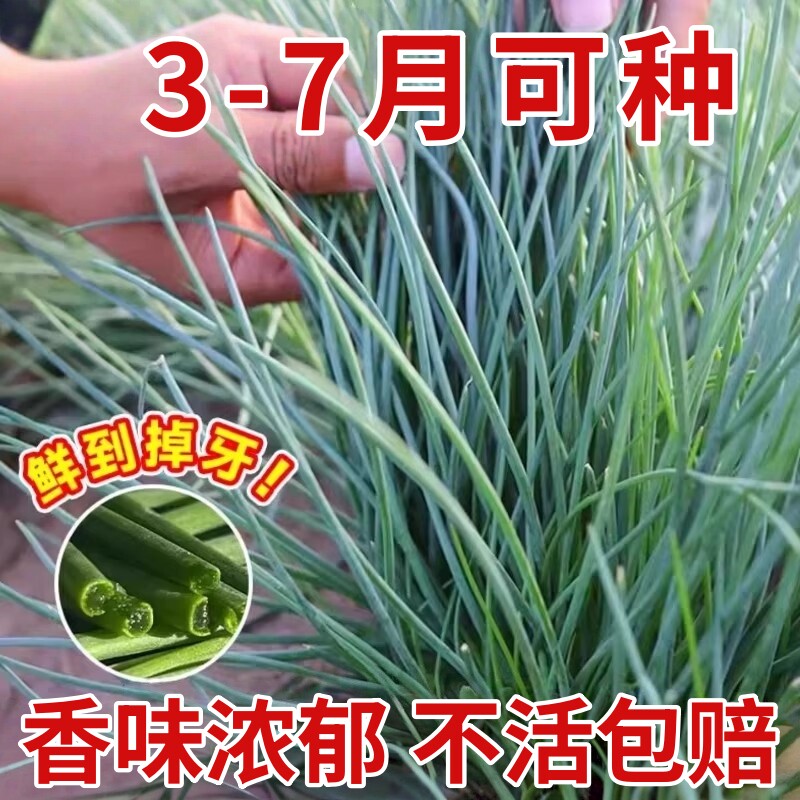 沙葱种子根苗新鲜内蒙古韭野生蔬菜种籽小香胡葱阳台庭院四季种植