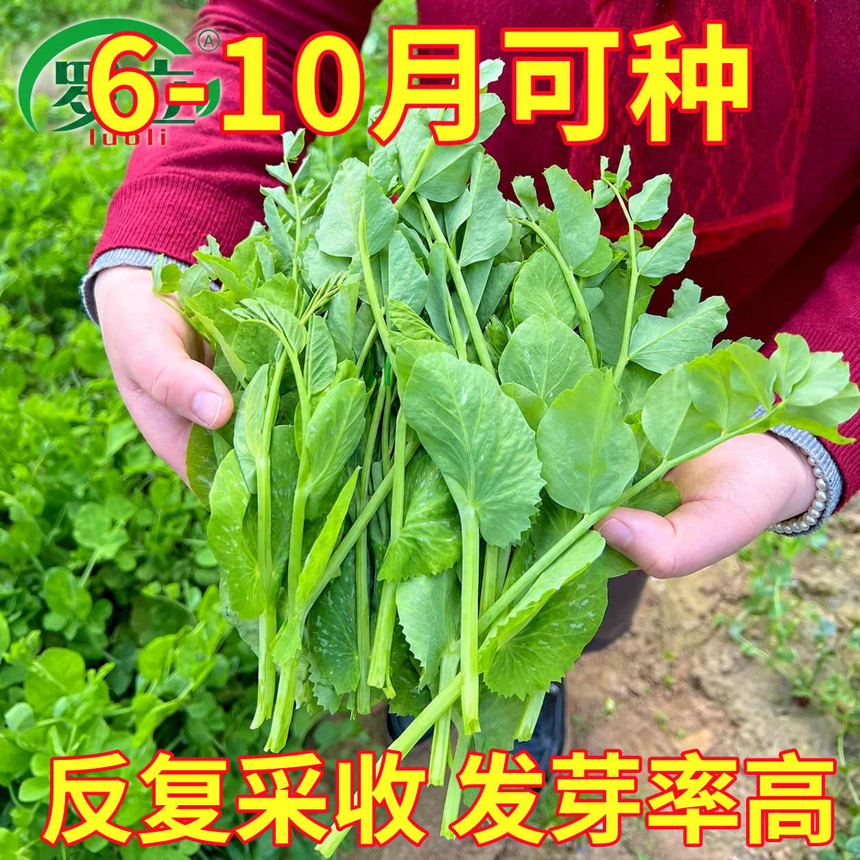 豌豆种子四季甜脆豌豆苗种专吃豌豆尖种籽阳台盆栽可水培蔬菜种孑