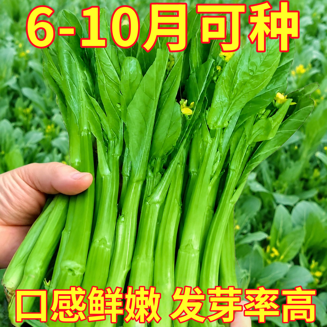 广东四九菜心种子红菜苔孑白菜苔四季蔬菜种籽苗秧增城迟青菜大全