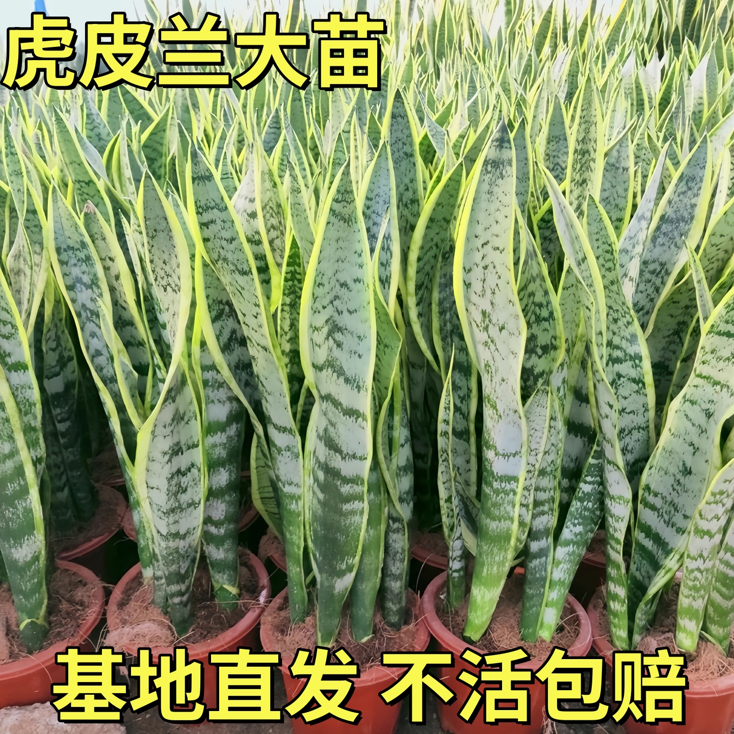 虎皮兰盆栽金边高叶银脉长脚青叶苗室内客厅办公室净化空气易养活