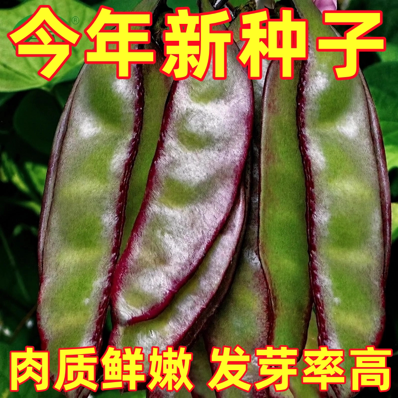 紫边眉豆种子高产早熟豆角猪耳朵紫扁豆种孑梅豆种籽爬藤蔬菜种子