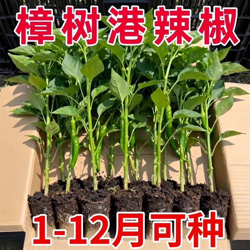 正宗樟树港辣椒苗秧苗湖南辣椒种籽子四季朝天椒辣椒种孑盆栽大全