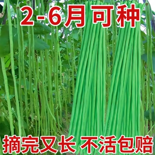 长豆角种子苗秧豇豆四季豆蔬菜种籽大全孑豆角苗豆种无架豆角芸豆