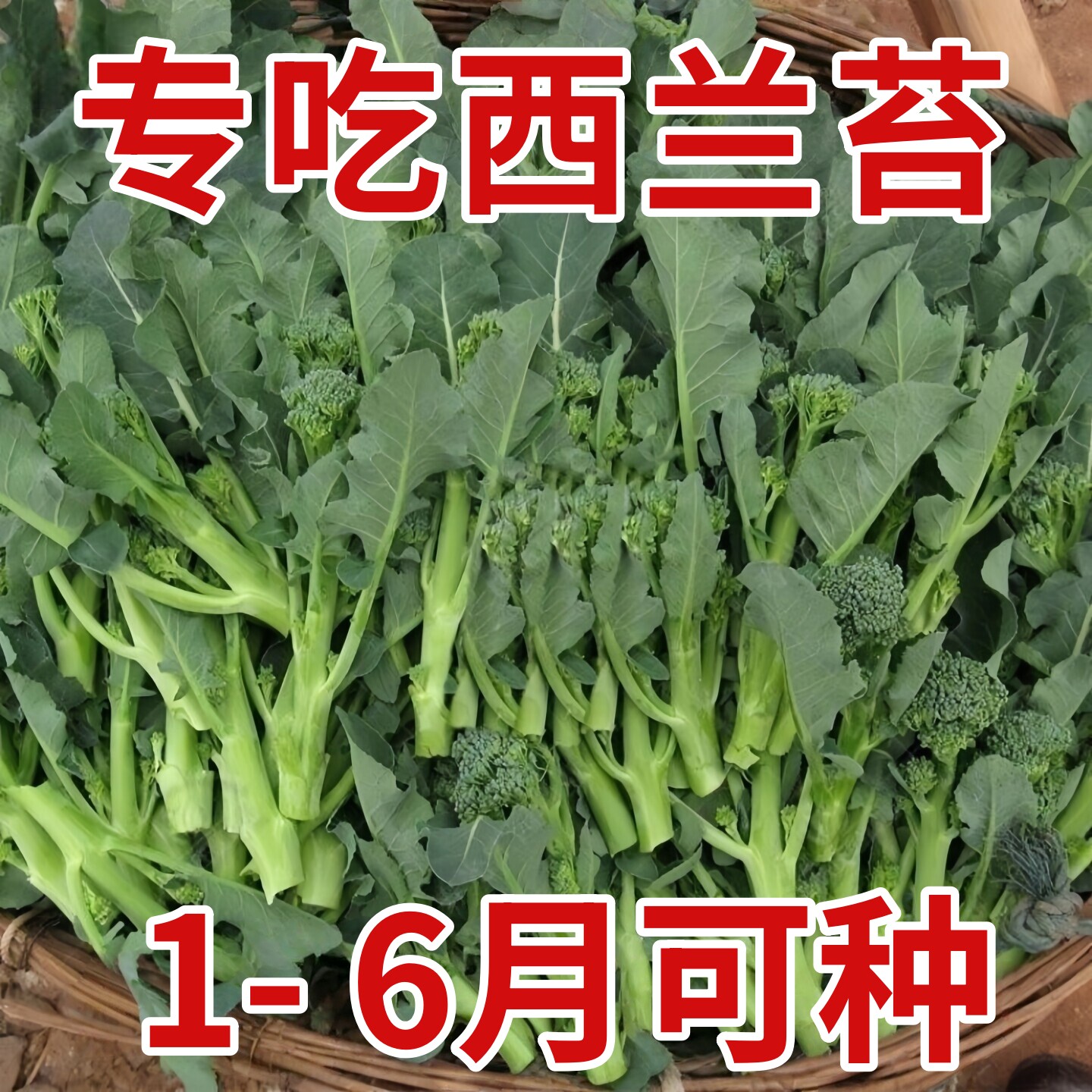 西兰苔种子西兰花种籽春季秋季蔬菜种孑西洋芥蓝菜籽西蓝花菜种孑