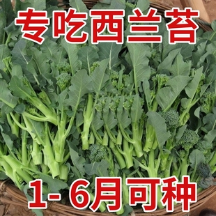 西兰苔种子西兰花种籽春季秋季蔬菜种孑西洋芥蓝菜籽西蓝花菜种孑