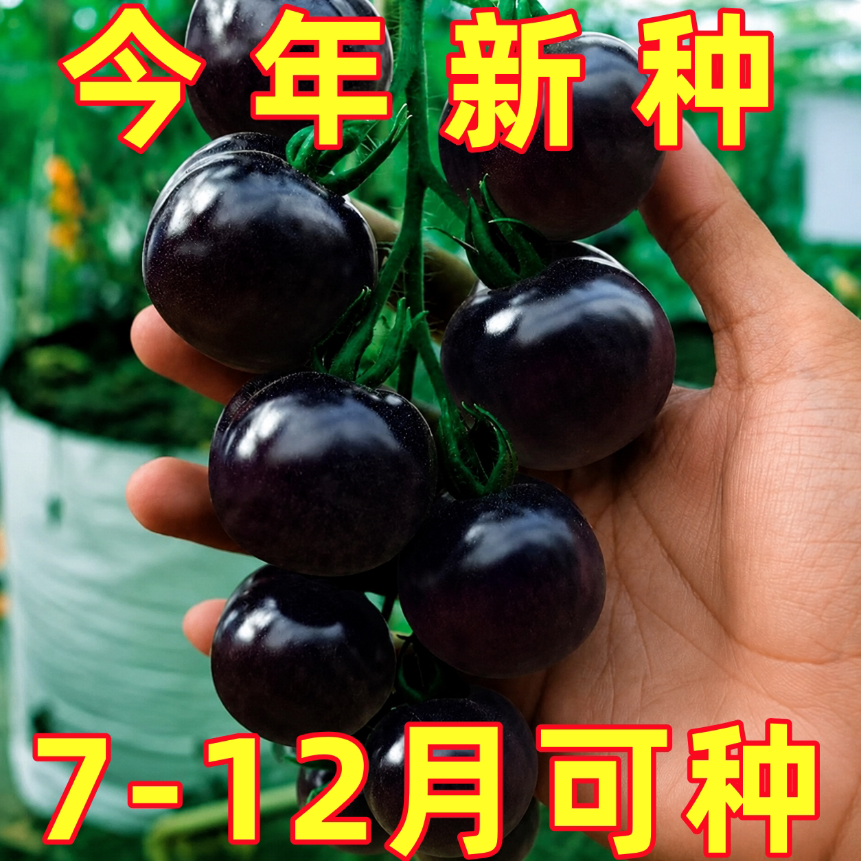 番茄种子黑西红柿种籽小番茄耐热耐寒阳台盆栽蔬菜种孑黑珍珠宝石