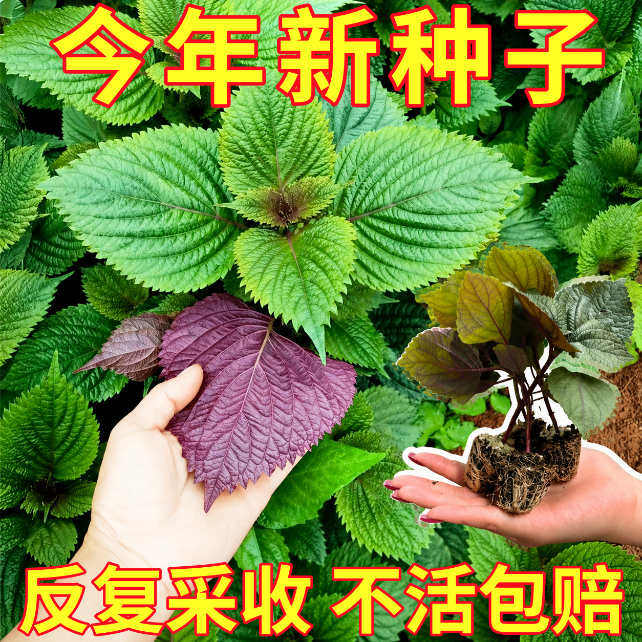 紫苏种子可食用子双面紫苏种苏子叶蔬菜籽阳台盆栽种菜苏麻野菜籽