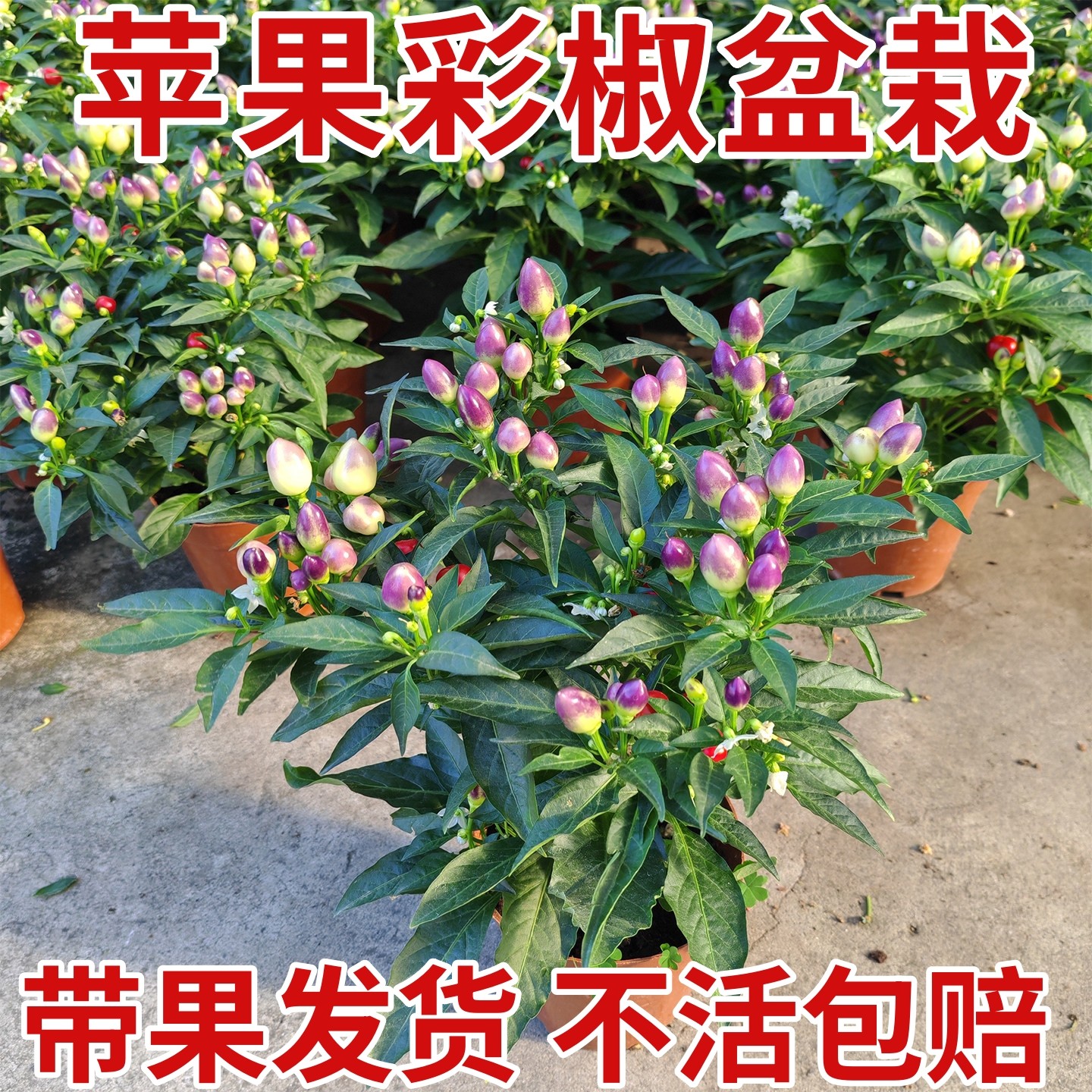 辣椒苗朝天椒盆栽可食用小米辣室外庭院四季结果指天椒种子蔬菜苗,鲜花速递/花卉仿真/绿植园艺,种苗/半成品盆栽,淘宝优惠券,粉丝福利购,淘宝优惠卷