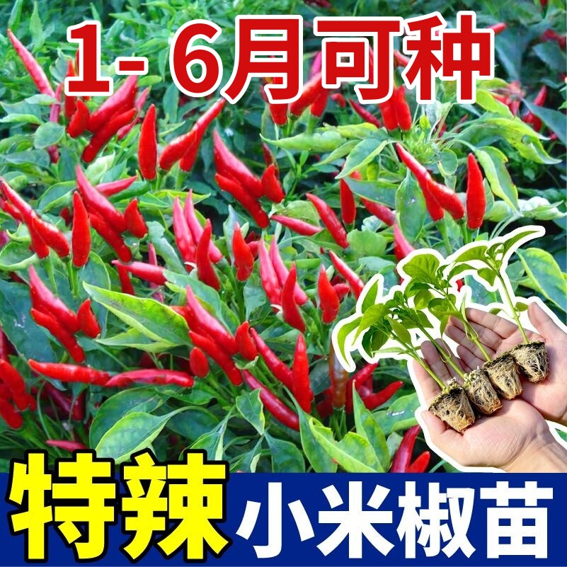 朝天椒种子种籽辣椒苗小米辣小米椒南方四季薄皮蔬菜苗各种孑秧苗