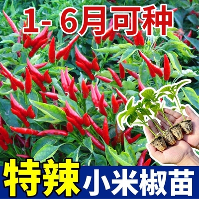 朝天椒种子种籽辣椒苗小米辣小米椒南方四季薄皮蔬菜苗各种孑秧苗