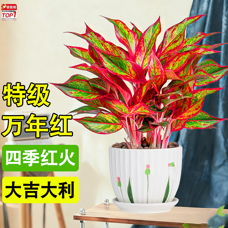 大盆万年红盆栽如意皇后绿植物客厅办公室内桌面盆景四季好养花卉