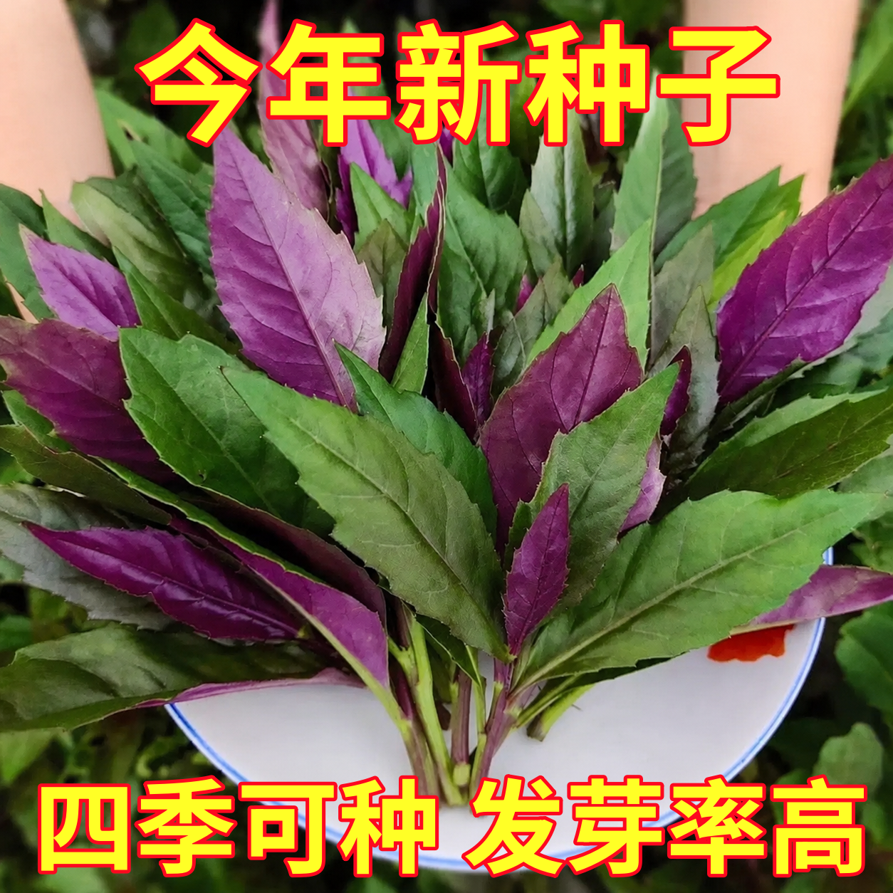 紫背菜秧苗天然补血菜盆栽阳台庭院菜地四季蔬菜野生血皮菜观音菜