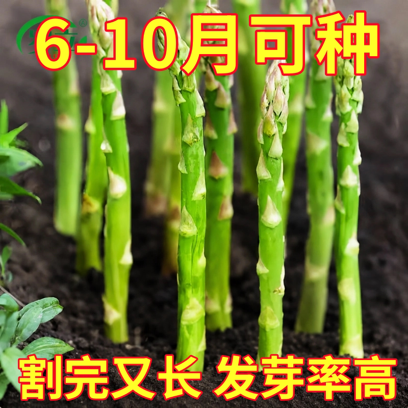 芦笋种子四季种植蔬菜之王四季绿芦笋种籽抗热耐寒高营养蔬菜种子