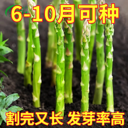 芦笋种子四季种植蔬菜之王四季绿芦笋种籽抗热耐寒高营养蔬菜种子