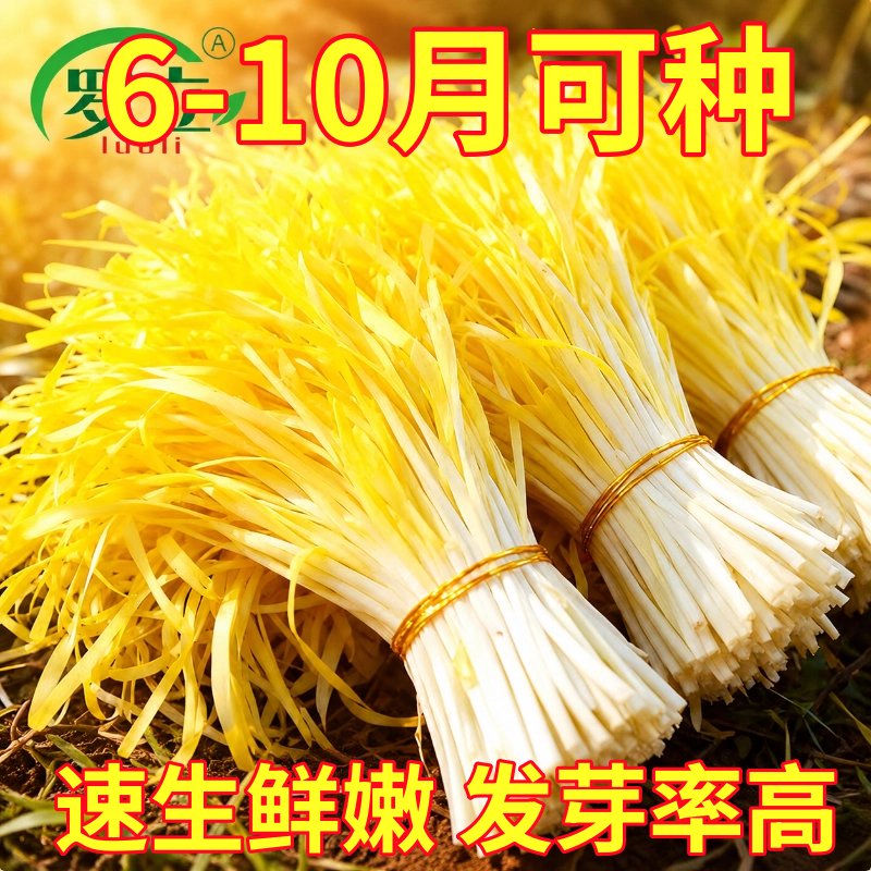 韭黄种子种籽黄韭蔬菜苗四季根盆栽菜籽菜种籽种南方种韭菜根苗