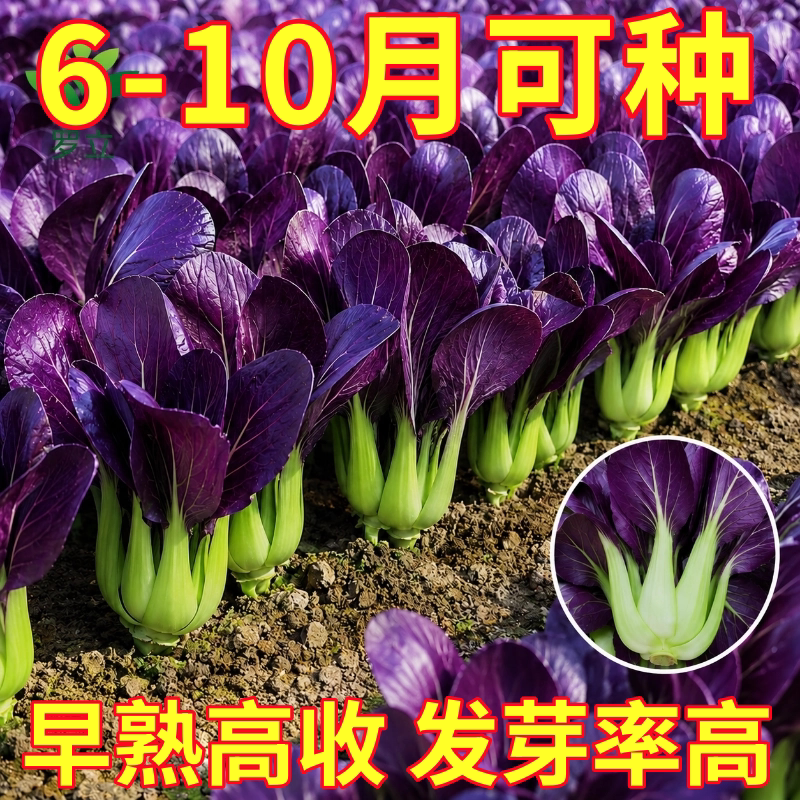 紫罗兰油菜种籽紫色小青菜紫玲阳台盆栽菜园地种植农家蔬菜种子